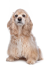 Image showing American Cocker Spaniel