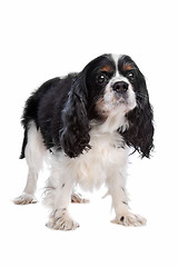 Image showing Cavalier King Charles Spaniel