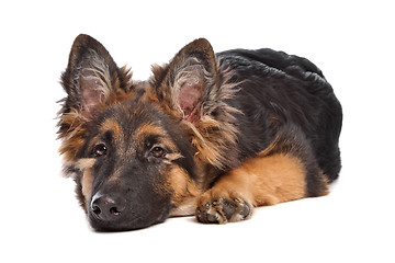 Image showing German Shepherd puppy