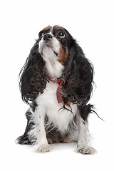 Image showing Cavalier King Charles Spaniel