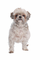 Image showing Shih Tzu