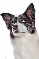 Image showing Border Collie sheepdog