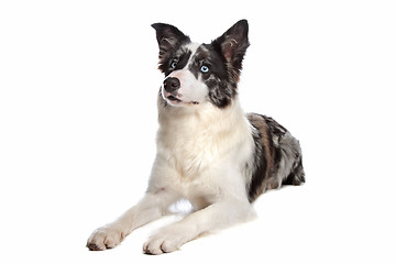 Image showing Border Collie sheepdog