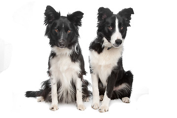 Image showing Border Collie