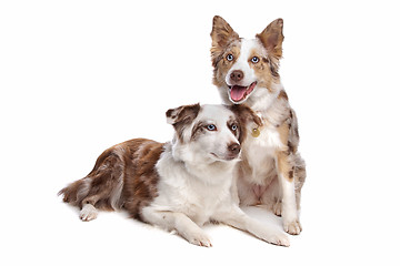 Image showing two border collie dogs