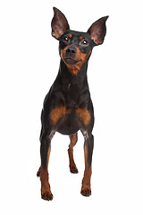 Image showing Miniature Pinscher