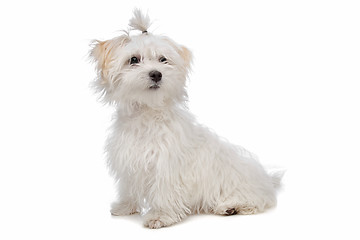 Image showing white maltese dog