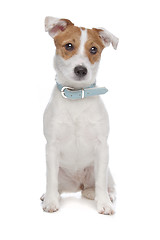 Image showing Jack Russel Terrier dog