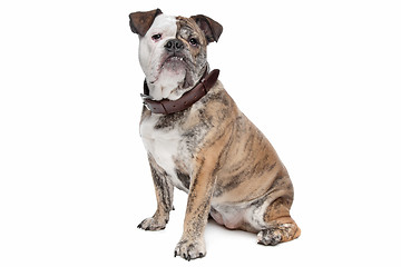 Image showing English bulldog