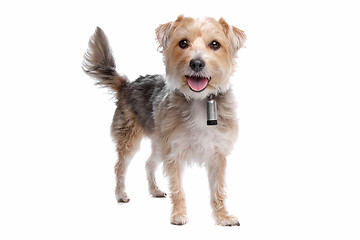 Image showing mixed breed dog