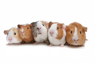 Image showing five guinea pigs