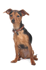 Image showing Miniature Pinscher