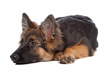 Image showing German Shepherd puppy