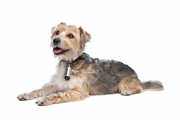 Image showing mixed breed dog