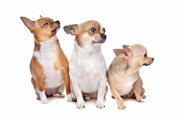 Image showing three chihuahua dogs