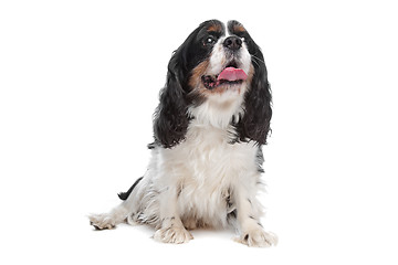 Image showing Cavalier King Charles Spaniel