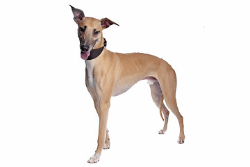 Image showing Greyhound, Whippet, Galgo dog