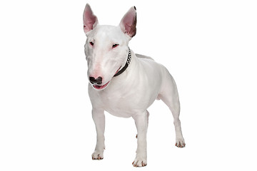 Image showing bull terrier