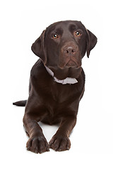 Image showing Labrador retriever