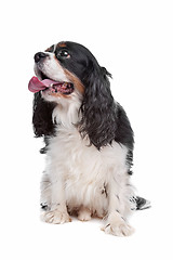 Image showing Cavalier King Charles Spaniel