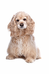 Image showing American Cocker Spaniel