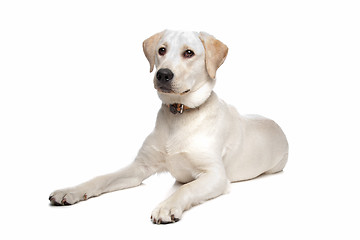 Image showing Labrador retriever