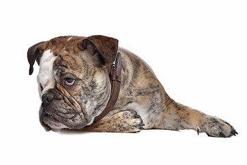 Image showing English bulldog