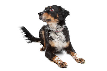 Image showing mixed breed dog, kooiker, Frisian Pointer