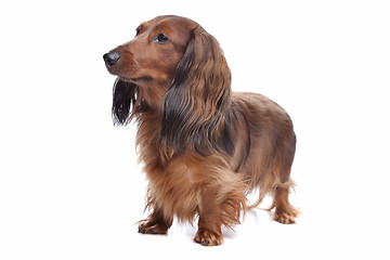 Image showing standard long haired Dachshund