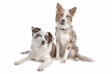 Image showing two border collie dogs