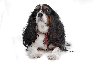 Image showing Cavalier King Charles Spaniel