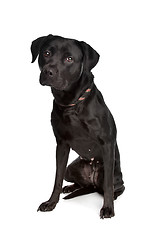 Image showing mixed breed black dog