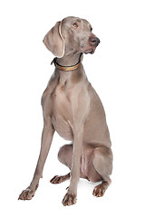 Image showing weimaraner