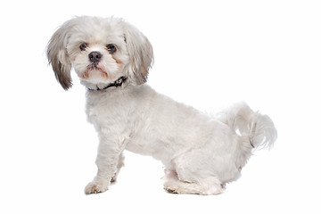 Image showing Shih Tzu