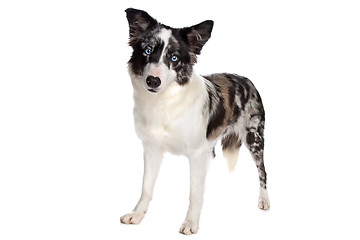 Image showing Border Collie sheepdog