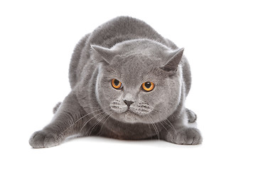 Image showing blue British Shorthair cat