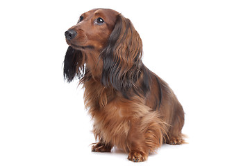 Image showing standard long haired Dachshund