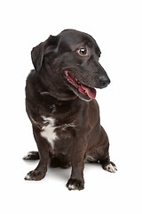 Image showing mixed breed dog