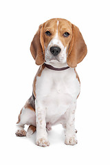 Image showing Beagle