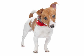 Image showing Jack Russel Terrier dog