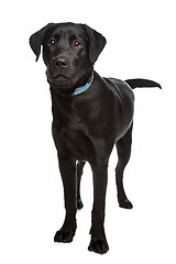 Image showing Labrador retriever