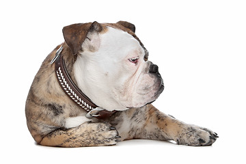 Image showing English bulldog