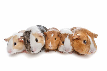 Image showing five guinea pigs