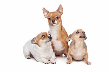 Image showing three chihuahua dogs