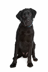 Image showing Labrador retriever