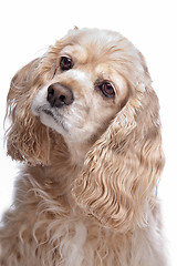 Image showing American Cocker Spaniel