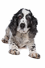 Image showing English Cocker Spaniel