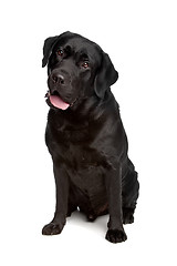 Image showing Labrador retriever