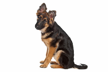 Image showing German Shepherd puppy