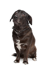 Image showing mixed breed dog